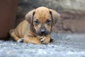 Cute Rhodesian Ridgeback puppy outside in the yard Royalty Free Stock Photo