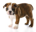 Cute puppy Royalty Free Stock Photo