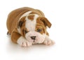 Cute puppy Royalty Free Stock Photo