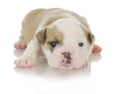 Cute puppy Royalty Free Stock Photo