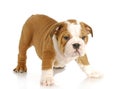 Cute puppy Royalty Free Stock Photo