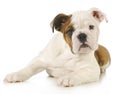 Cute puppy Royalty Free Stock Photo