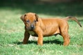 Cute Rhodesian Ridgeback puppy Royalty Free Stock Photo