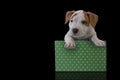 Cute puppy American Staffordshire Terrier with green gift box on a black background Royalty Free Stock Photo