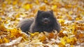 A German Spitz puppy lies in autumn leaves.