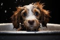 Cute puppy bath time wet fur, splashes, and absolute adorableness Royalty Free Stock Photo