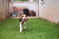 Cute puppy beable runing at the lawn with shoes