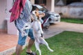 Cute puppy beagle jumping and playing with owner