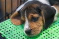 Cute puppy beagle puppies sleeping in a cage in the animal store Royalty Free Stock Photo