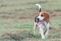 Cute puppy beagle running and playing on the lawn