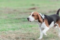 Cute puppy beagle running and playing with pink ball on the lawn