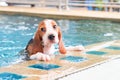 Cute Puppy Beagle swimming and holding rim pool