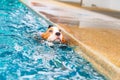 Cute Puppy Beagle swimming
