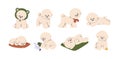 Cute puppy of Bichon frise breed. Funny dogs, little canine animals, toy doggies set. Sweet pups walking, lying Royalty Free Stock Photo