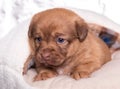 Cute puppy with blue eyes and white paws. Incredibly beautiful month old puppy.