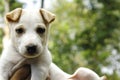 Cute puppy blurred background