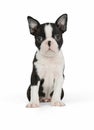 Cute puppy Boston Terrier Royalty Free Stock Photo