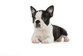 Cute puppy Boston Terrier Royalty Free Stock Photo