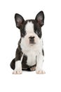 Cute puppy Boston Terrier Royalty Free Stock Photo