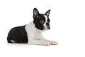 Cute puppy Boston Terrier Royalty Free Stock Photo