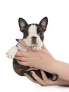 Cute puppy Boston Terrier Royalty Free Stock Photo