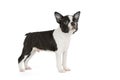 Cute puppy Boston Terrier Royalty Free Stock Photo