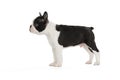 Cute puppy Boston Terrier Royalty Free Stock Photo