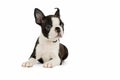 Cute puppy Boston Terrier Royalty Free Stock Photo