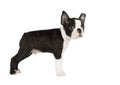 Cute puppy Boston Terrier Royalty Free Stock Photo