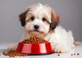 Cute puppy with a bowl of dog food. Royalty Free Stock Photo