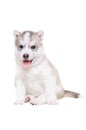 Cute puppy breed Husky sitting sticking his tongue out