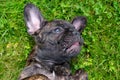 A cute puppy, brown and black French Bulldog Dog portrait, lies on her back in the grass with a cute expression in the wrinkled