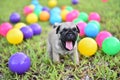 Cute puppy brown Pug with colorful ball