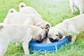 Puppy brown Pug with dog bowl Royalty Free Stock Photo