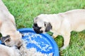 Puppy brown Pug with dog bowl Royalty Free Stock Photo