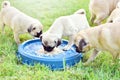 Puppy brown Pug with dog bowl Royalty Free Stock Photo