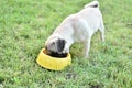 Puppy brown Pug with dog bowl Royalty Free Stock Photo