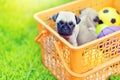 Cute puppy brown Pug