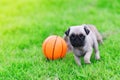 Cute puppy brown Pug with ball