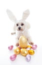 Cute puppy with bunny ears easter eggs Royalty Free Stock Photo