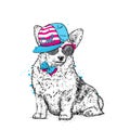 Cute puppy in a cap and glasses. Pedigree dog. Welsh Corgi.