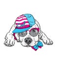 Cute puppy in a cap and glasses. Vector illustration for a postcard or a poster, print for clothes. Pedigree dog. Labrador. Royalty Free Stock Photo