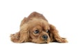 Cute puppy Cavalier King Charles Spaniel lying and looking sideways in a white studio