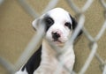 Cute puppy in chain link kennel in the dog pound waiting for adoption Royalty Free Stock Photo