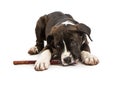 Cute Puppy Chewing on Bully Stick Royalty Free Stock Photo