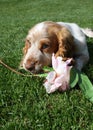 Cute puppy chewing flower Royalty Free Stock Photo