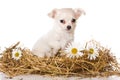 Cute puppy of chihuahua dog on hay and in daisies Royalty Free Stock Photo