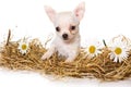 Cute puppy of chihuahua dog on hay and in daisies Royalty Free Stock Photo