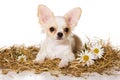 Cute puppy of chihuahua dog on hay and in daisies Royalty Free Stock Photo