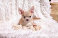 Cute puppy chihuahua dog playing on living room`s carpet and looking at camera on white background Royalty Free Stock Photo